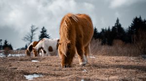 Preview wallpaper icelandic horse, horse, pony, fluffy, animal