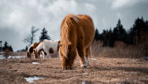 Preview wallpaper icelandic horse, horse, pony, fluffy, animal