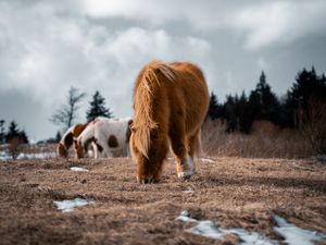 Preview wallpaper icelandic horse, horse, pony, fluffy, animal