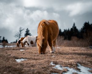 Preview wallpaper icelandic horse, horse, pony, fluffy, animal