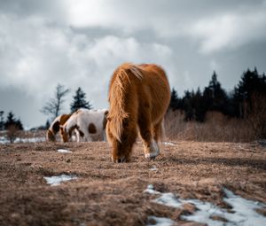 Preview wallpaper icelandic horse, horse, pony, fluffy, animal