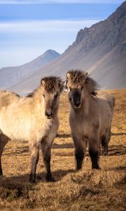 Preview wallpaper icelandic horses, horses, animals, mountains