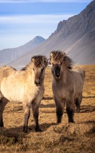 Preview wallpaper icelandic horses, horses, animals, mountains