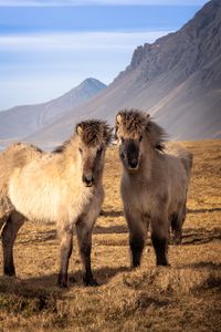 Preview wallpaper icelandic horses, horses, animals, mountains