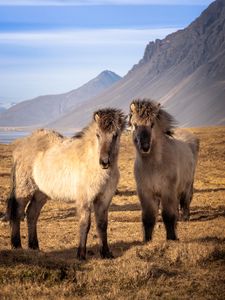 Preview wallpaper icelandic horses, horses, animals, mountains