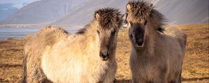 Preview wallpaper icelandic horses, horses, animals, mountains