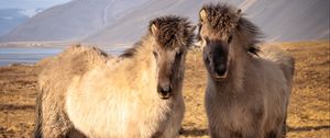 Preview wallpaper icelandic horses, horses, animals, mountains