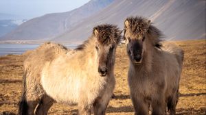 Preview wallpaper icelandic horses, horses, animals, mountains