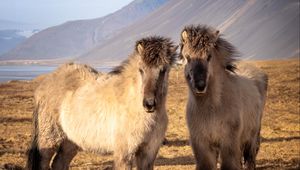 Preview wallpaper icelandic horses, horses, animals, mountains