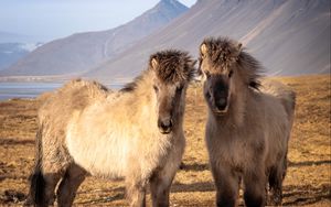 Preview wallpaper icelandic horses, horses, animals, mountains