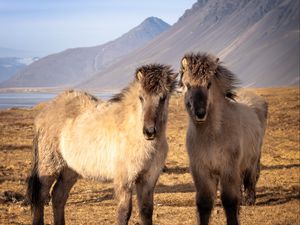 Preview wallpaper icelandic horses, horses, animals, mountains