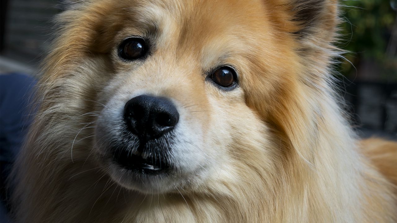 Wallpaper icelandic sheepdog, dog, pet, animal, cute