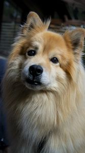 Preview wallpaper icelandic sheepdog, dog, pet, animal, cute