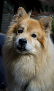 Preview wallpaper icelandic sheepdog, dog, pet, animal, cute