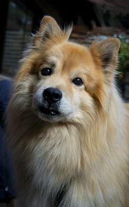 Preview wallpaper icelandic sheepdog, dog, pet, animal, cute