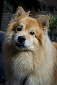 Preview wallpaper icelandic sheepdog, dog, pet, animal, cute