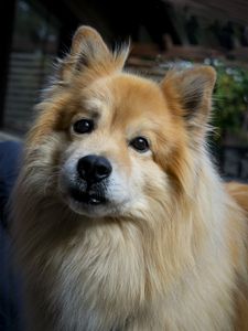 Preview wallpaper icelandic sheepdog, dog, pet, animal, cute