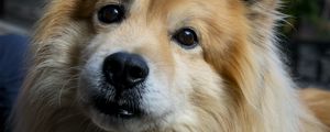 Preview wallpaper icelandic sheepdog, dog, pet, animal, cute