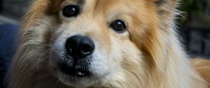 Preview wallpaper icelandic sheepdog, dog, pet, animal, cute