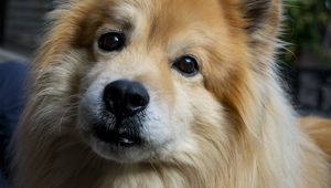 Preview wallpaper icelandic sheepdog, dog, pet, animal, cute