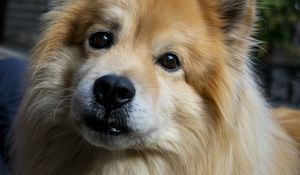 Preview wallpaper icelandic sheepdog, dog, pet, animal, cute