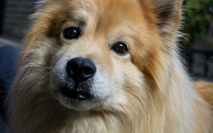 Preview wallpaper icelandic sheepdog, dog, pet, animal, cute