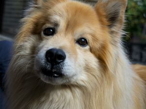 Preview wallpaper icelandic sheepdog, dog, pet, animal, cute