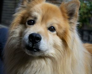 Preview wallpaper icelandic sheepdog, dog, pet, animal, cute