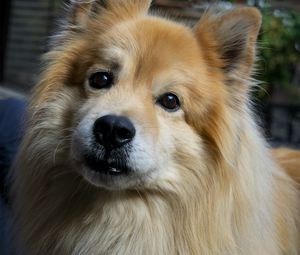 Preview wallpaper icelandic sheepdog, dog, pet, animal, cute