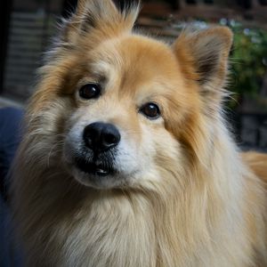 Preview wallpaper icelandic sheepdog, dog, pet, animal, cute