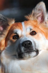 Preview wallpaper icelandic sheepdog, muzzle, dog