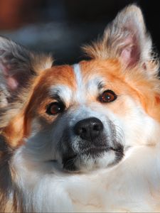 Preview wallpaper icelandic sheepdog, muzzle, dog