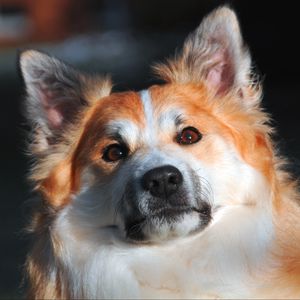 Preview wallpaper icelandic sheepdog, muzzle, dog