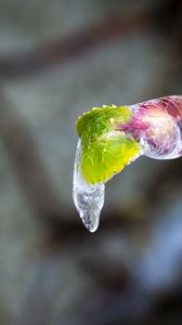 Preview wallpaper icicle, ice, leaves, blur, macro