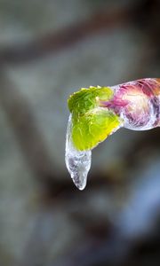 Preview wallpaper icicle, ice, leaves, blur, macro