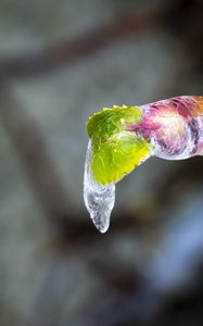 Preview wallpaper icicle, ice, leaves, blur, macro