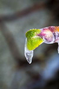 Preview wallpaper icicle, ice, leaves, blur, macro