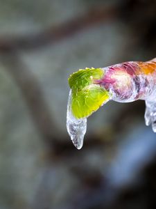 Preview wallpaper icicle, ice, leaves, blur, macro