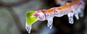 Preview wallpaper icicle, ice, leaves, blur, macro