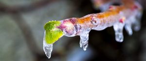 Preview wallpaper icicle, ice, leaves, blur, macro