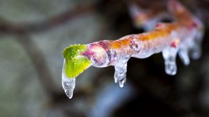 Preview wallpaper icicle, ice, leaves, blur, macro