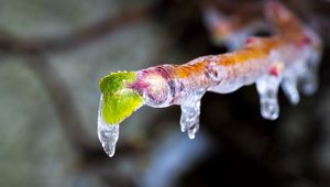 Preview wallpaper icicle, ice, leaves, blur, macro