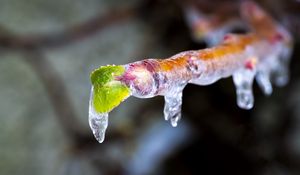 Preview wallpaper icicle, ice, leaves, blur, macro