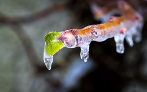 Preview wallpaper icicle, ice, leaves, blur, macro