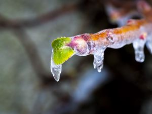 Preview wallpaper icicle, ice, leaves, blur, macro