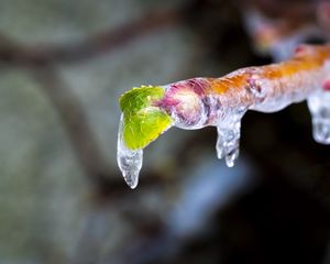 Preview wallpaper icicle, ice, leaves, blur, macro