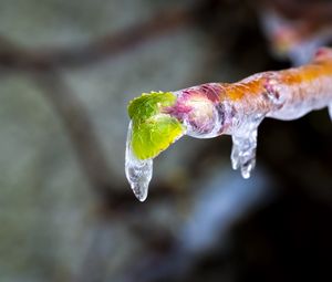 Preview wallpaper icicle, ice, leaves, blur, macro