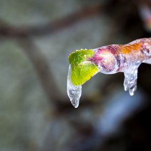 Preview wallpaper icicle, ice, leaves, blur, macro