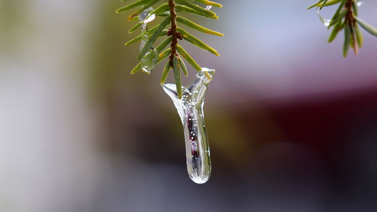Wallpaper icicle, ice, pine needles, branch, macro