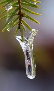 Preview wallpaper icicle, ice, pine needles, branch, macro